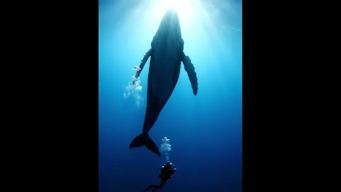 p 站入口，P站入口2024已更新_一起操 - 深蓝星球：探索海洋深处的未知世界